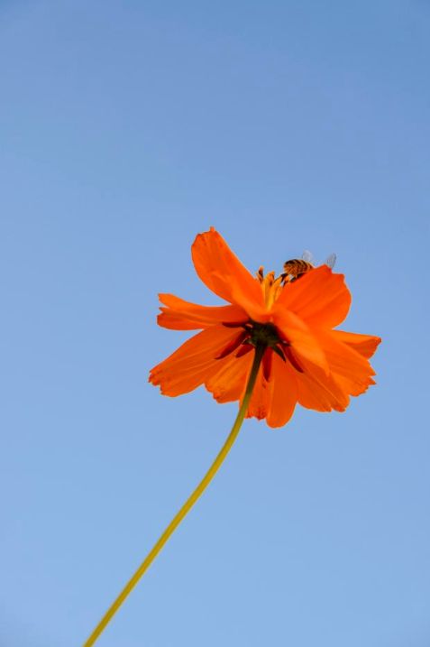 Curated seasonal blooms
