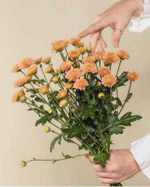 Long stem roses crop